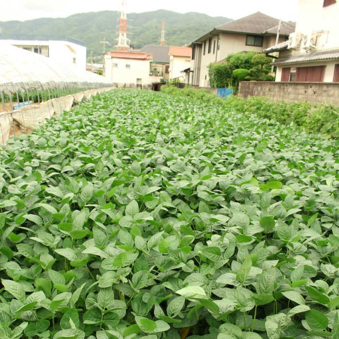 八尾完熟えだまめ、大阪産、女子会、大阪、天王寺、健康、野菜、和食、料理教室、健彩青果、大畑ちつる、レシピ、八尾市