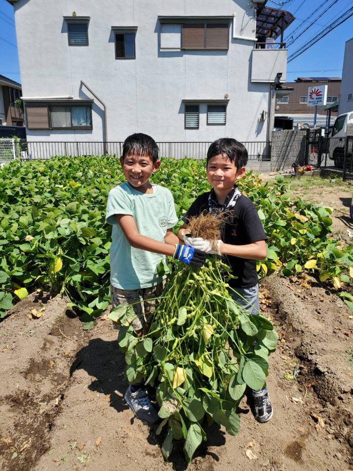 190811八尾枝豆収穫4、osakafoodstyle、なにわ料理、大阪産、女子会、大阪、天王寺、健康、野菜、和食、料理教室、健彩青果、大畑ちつる、レシピ、ごごナマ