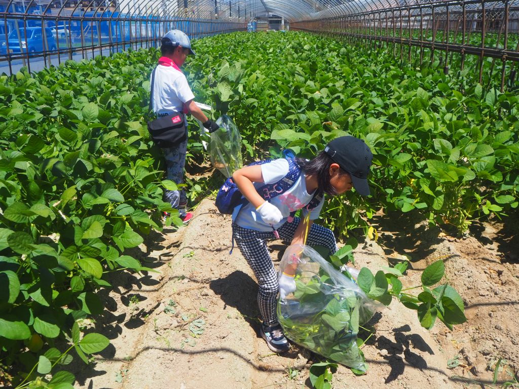 【中級】8月「八尾えだまめ」