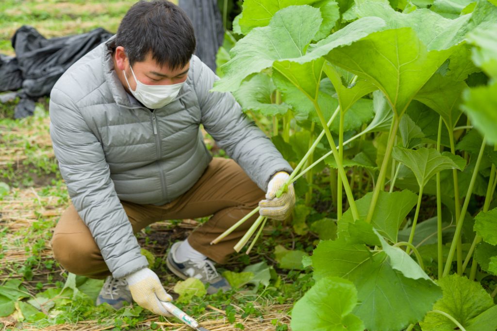 春野菜の苦味成分「植物性アルカロイド」を深堀り！