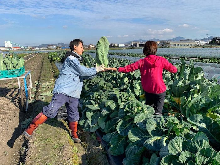 野口ファームカリフラワー、おばんざい教室、米粉パン教室、個人、野菜料理教室、天王寺、阿倍野区、美章園、大阪市、osakafoodstyle、大畑ちつる、健彩青果、和食、レシピ、なにわ料理、糖尿病食、管理栄養士、大阪産