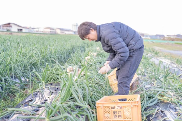 新タマネギ、なにわの料理教室osakafoodstyle、野口ファーム