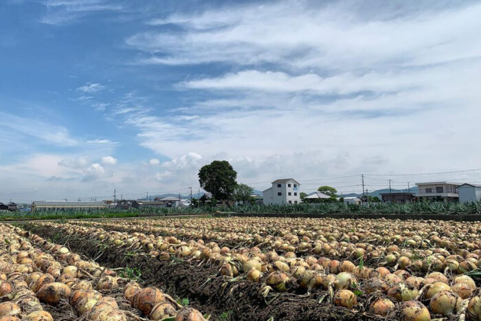 タマネギ畑、osakafoodstyle、大阪市、個人、なにわ料理、大阪産、女子会、大阪、天王寺、健康、野菜、和食、料理教室、健彩青果、大畑ちつる、レシピ、おばんざい