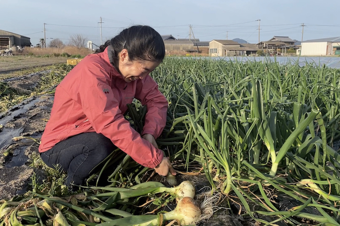 タマネギ収穫たまねぎ