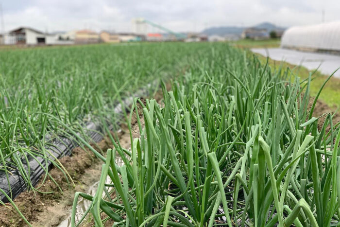 新玉ねぎ新タマネギ圃場