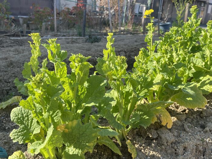 菜の花、おばんざい教室、料理初心者、米粉パン教室、個人、野菜料理教室、天王寺、阿倍野区、美章園、大阪市、osakafoodstyle、大畑ちつる、健彩青果、和食、レシピ、なにわ料理、糖尿病食、管理栄養士、大阪産