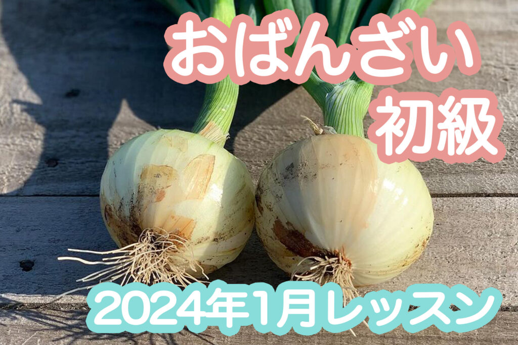 【初級】2024年1月「新玉ねぎ」