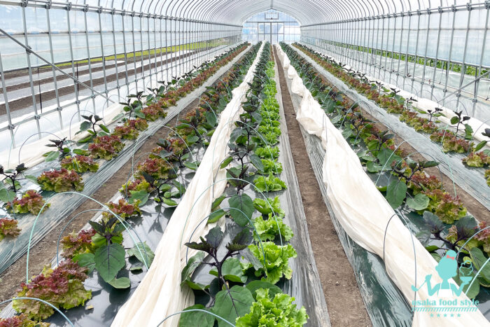 賀茂茄子、おばんざい教室、料理初心者、米粉パン教室、個人、野菜料理教室、天王寺、阿倍野区、美章園、大阪市、osakafoodstyle、大畑ちつる、健彩青果、和食、レシピ、なにわ料理、糖尿病食、管理栄養士、大阪産