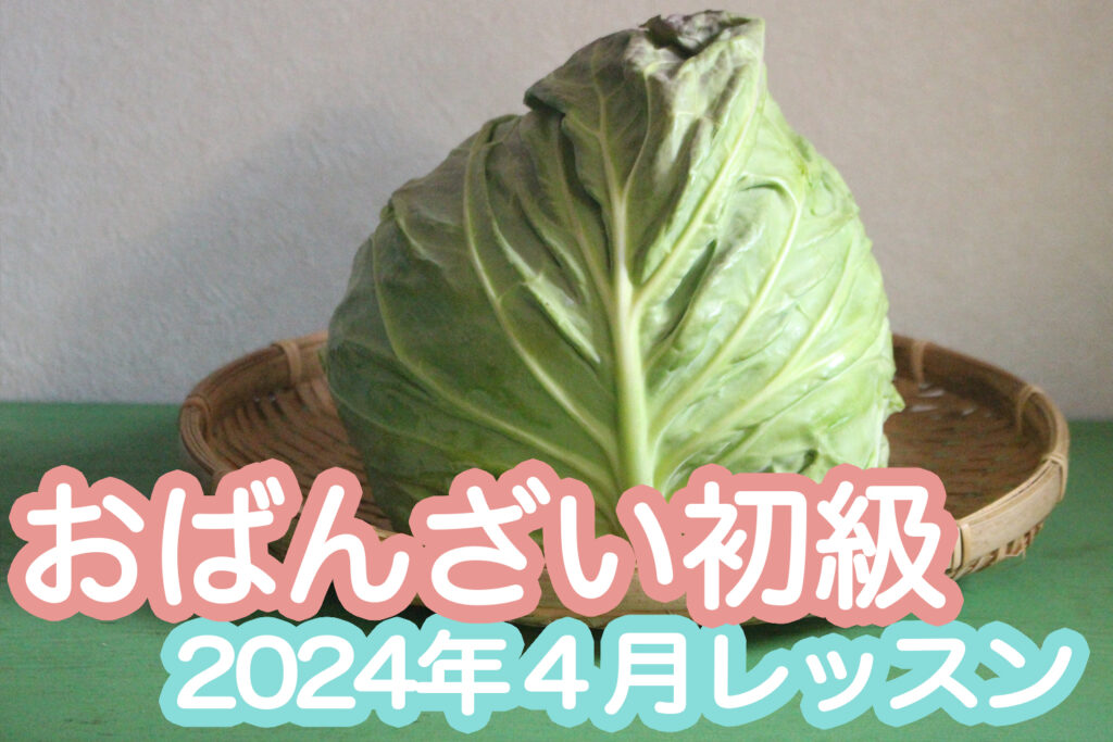 【初級】2024年4月「春キャベツ」