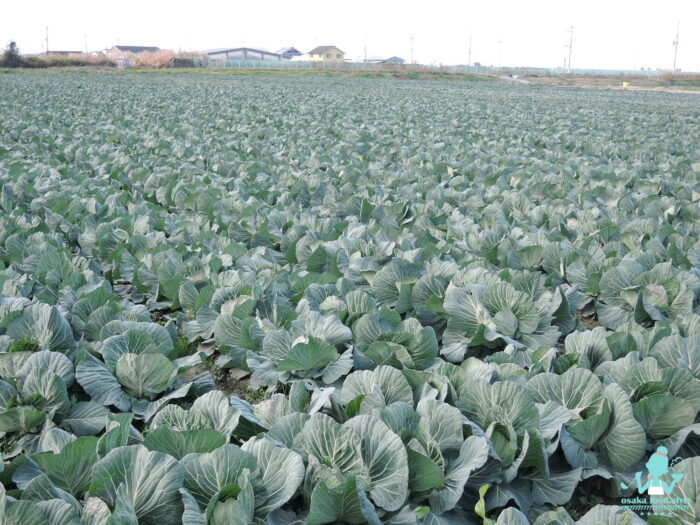 キャベツ圃場、オンラインレッスン、オンライン講座、やさい料理マスター講座、お米パン、米粉パン、旬野菜、旬の野菜、osakafoodstyle、大阪市、個人、なにわ料理、大阪産、女子会、大阪、天王寺、健康、野菜、和食、料理教室、健彩青果、大畑ちつる、レシピ、おばんざい、管理栄養士